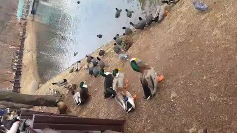 Ducks in the lake-