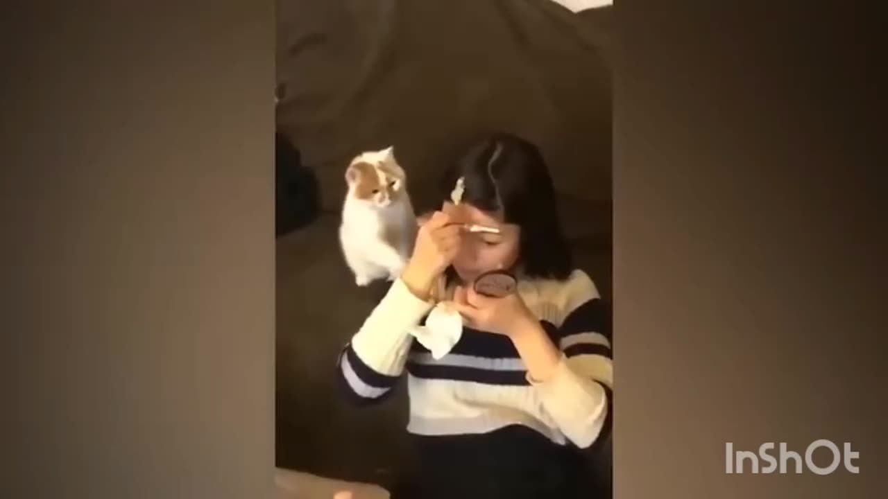 Funny cat video 😂