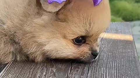 CUTE DOG