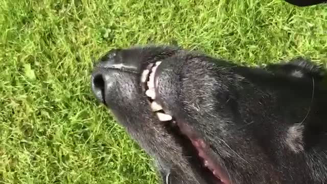 Brown dog lifting paws and laying on grass