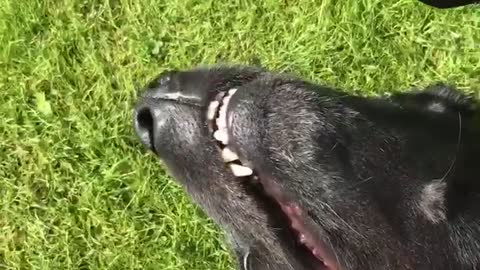 Brown dog lifting paws and laying on grass