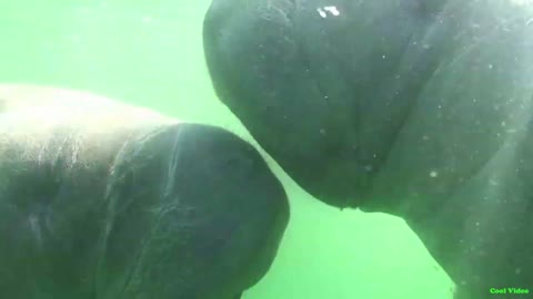 Manatees graze peacefully on the shallows