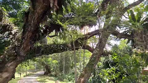 100 YEAR OLD TREE, CALLED SLEEPING DRAGON.