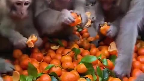 Orange lovely Monkey eating