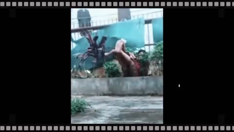 Video Tik Tok Lucu Bikin Ngakak Warga +62 part6