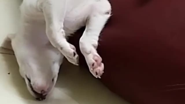 Dog sleeping in chair