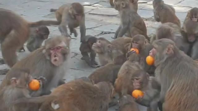 Feeding orange to Monkey