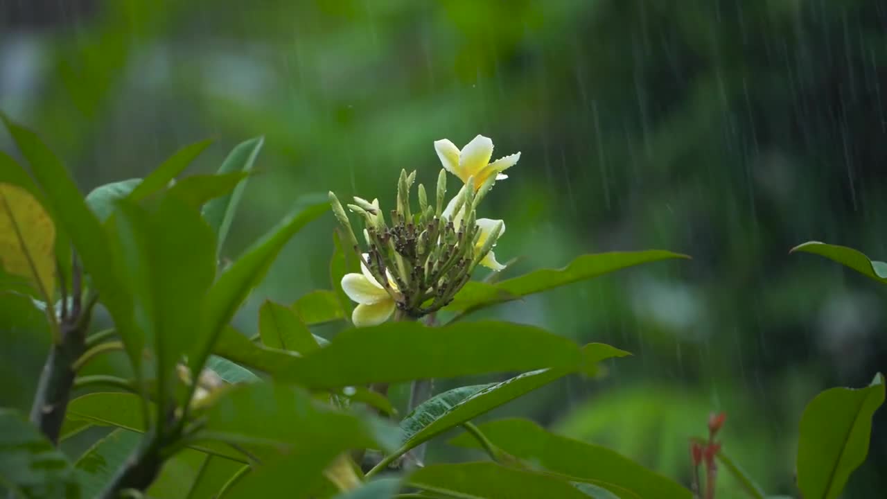 Relaxing Rain And Thunder