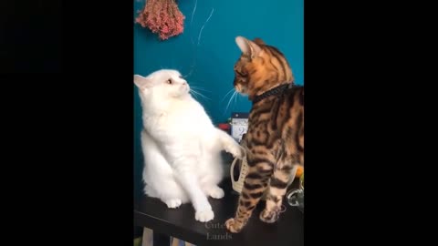 Aggressive Cat Couples