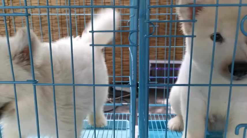 Cutest Samoyed twins