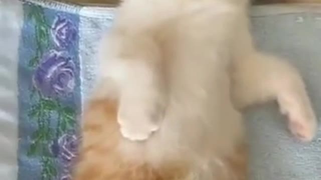 Kumpulan Kucing Lucu & Gemesin | Video tik-tok kucing lucu 2021