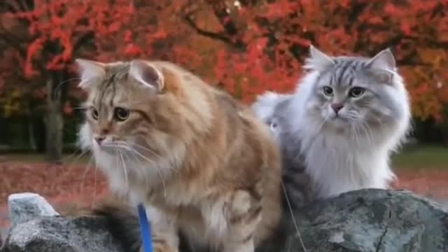 ❤️Cat Lover WhatsApp Status Video | by animals park | #shorts #cat#Quitecatvideo