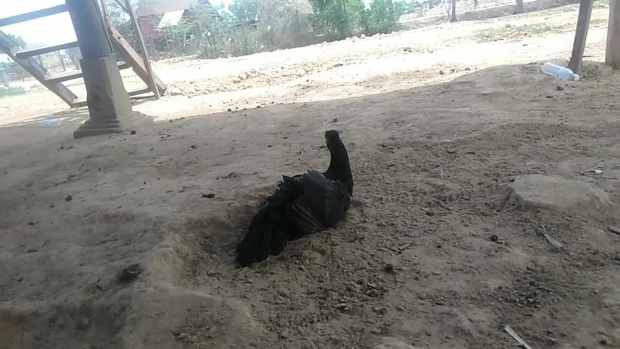 The hen playing with the ground looks like it is having a lot of fun