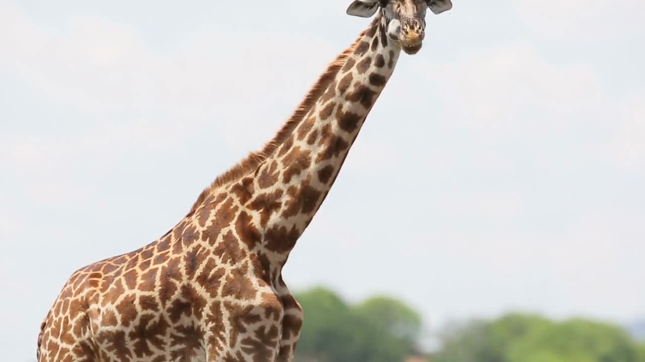 Giraffe eats grass in Africa