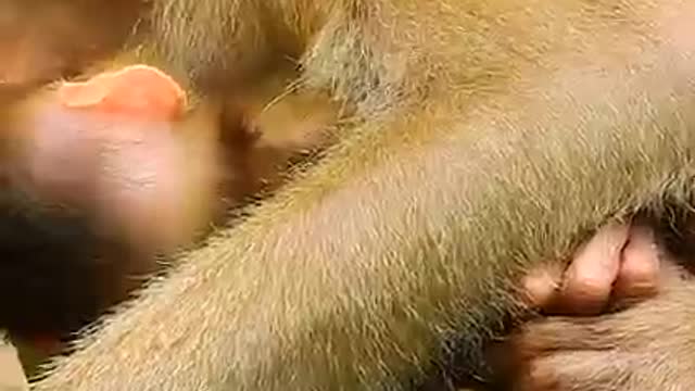 Lovely Baby Rainbow Learning to move Around Mom