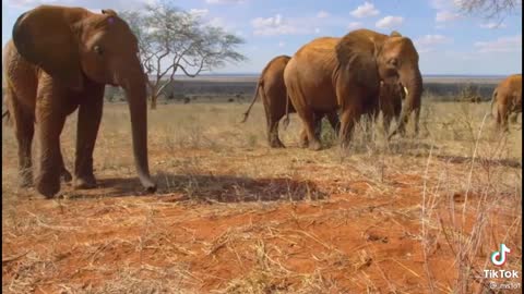 Elephant Shrew Documentary