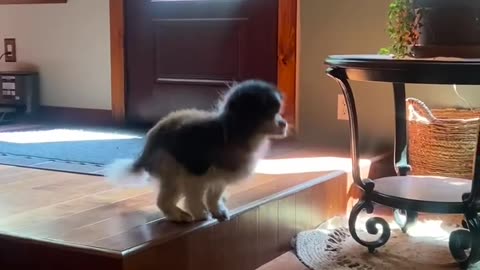 Elderly Pup Parkours Off Step