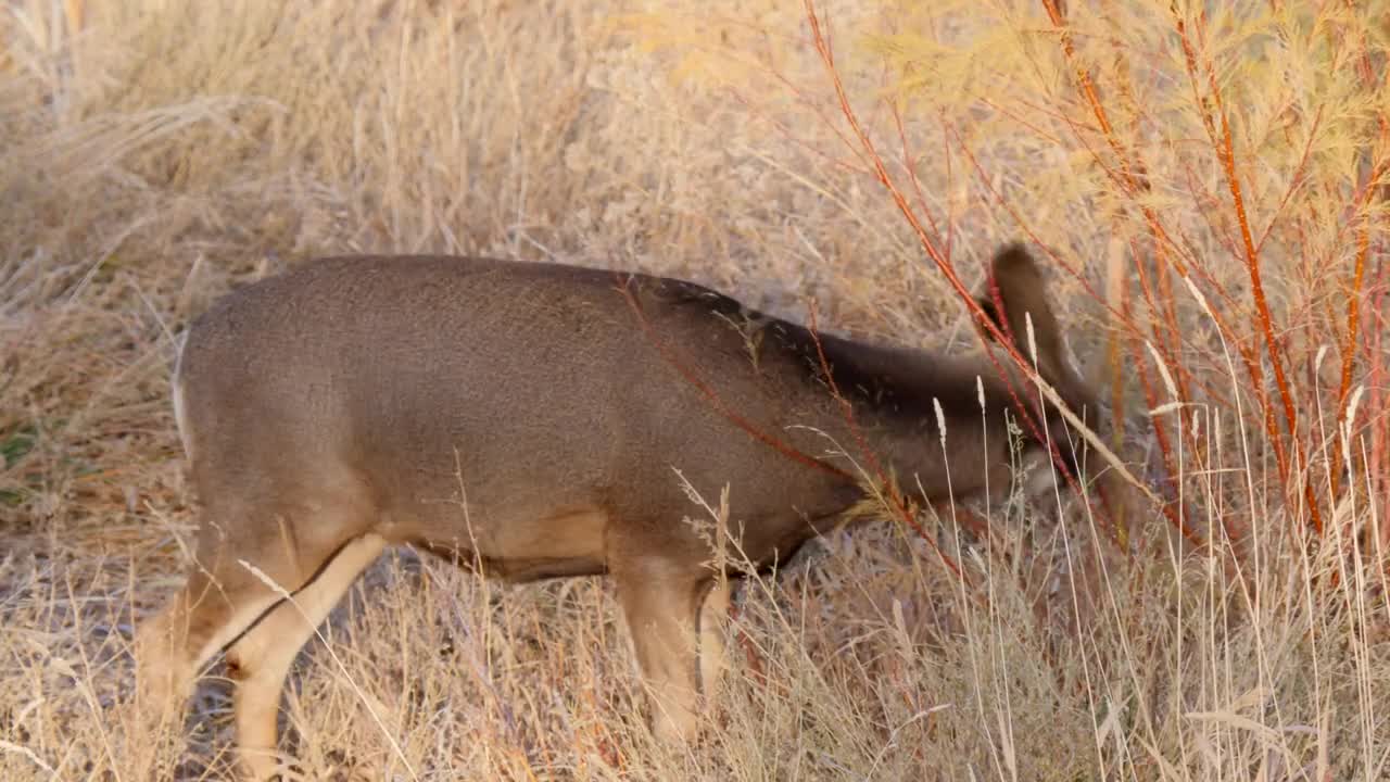 A small mule deer racking his antlers in the early morning