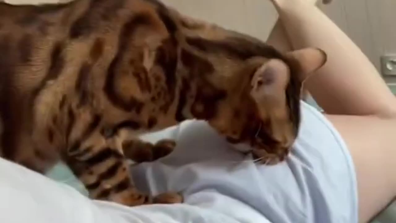 Funny And Cute Aminals Shorts #161 ⧸ Follow us❤️