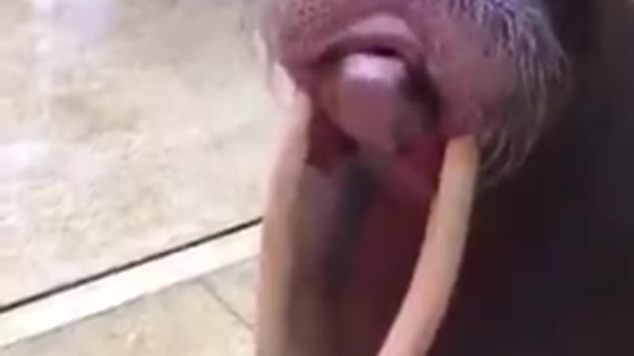 Wally the Whistling Walrus