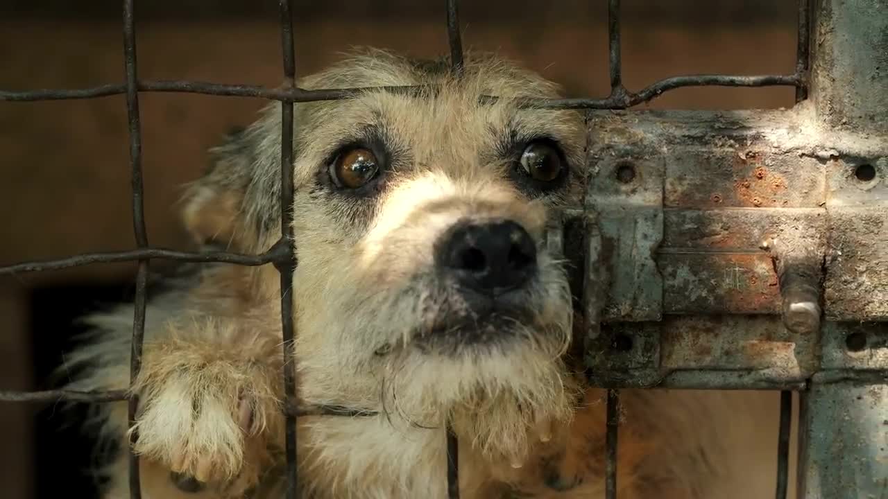 Dog asking for petting behind a cage