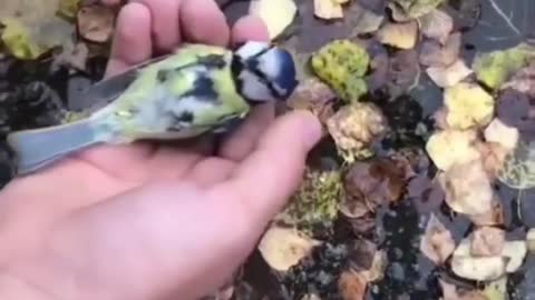 Save little Bird