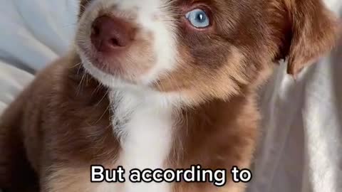 That’s just my baby dog