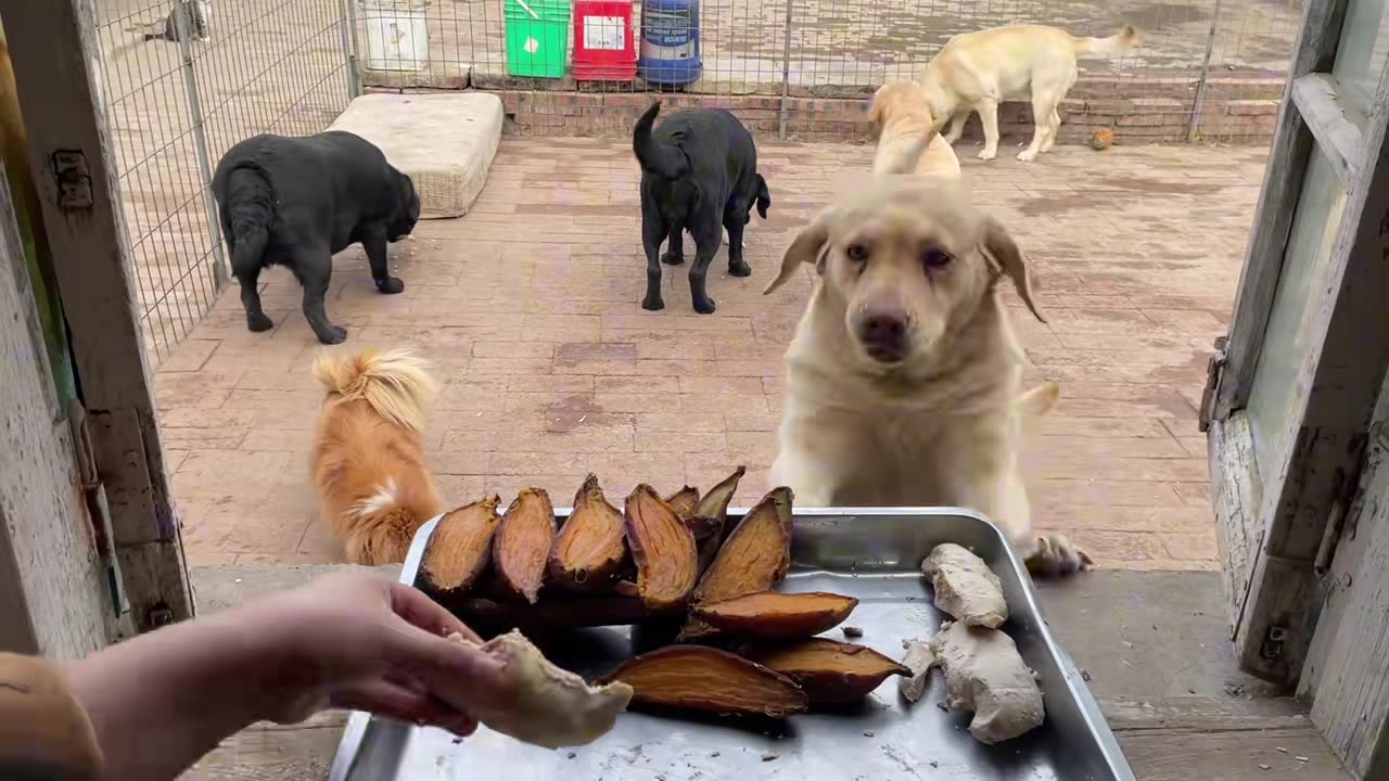 I made boiled chicken breast and roasted sweet potatoes for my dog today