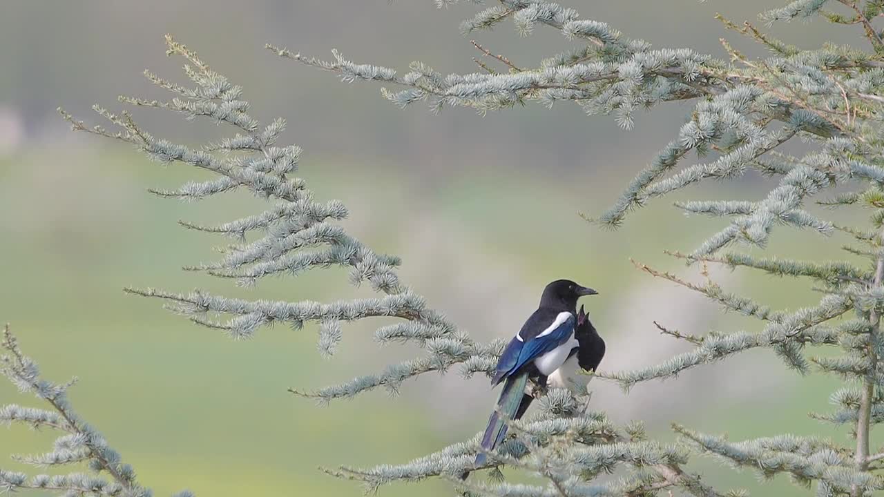 Elster Des Oiseaux Arbre Comportement De Cour