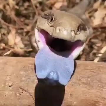 The blue tongue lizard |Funny animal videos|try not to laugh