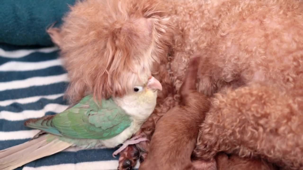 Puppy and Birdie Nap and Eat Together