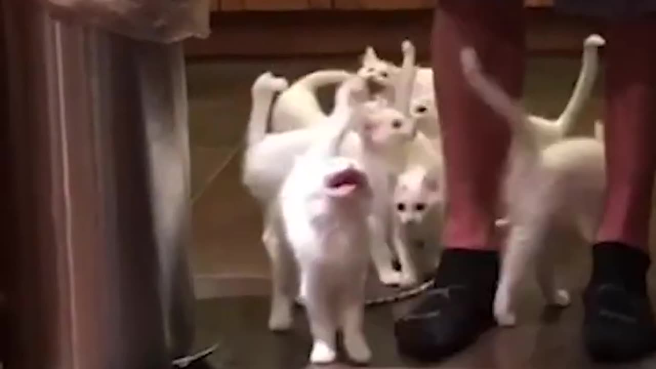 Funny Kittens DEMAND Cake!