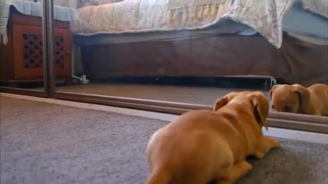 Cute funny video