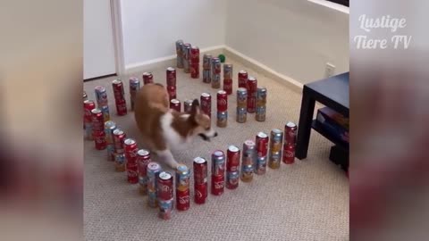 Funny pet and brave watch and laugh