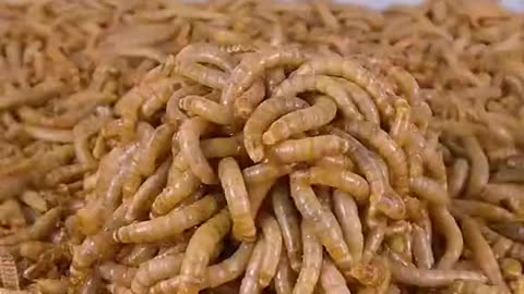 mealworms vs raw meat