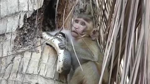 Please help, the monkey was captured by a snake.