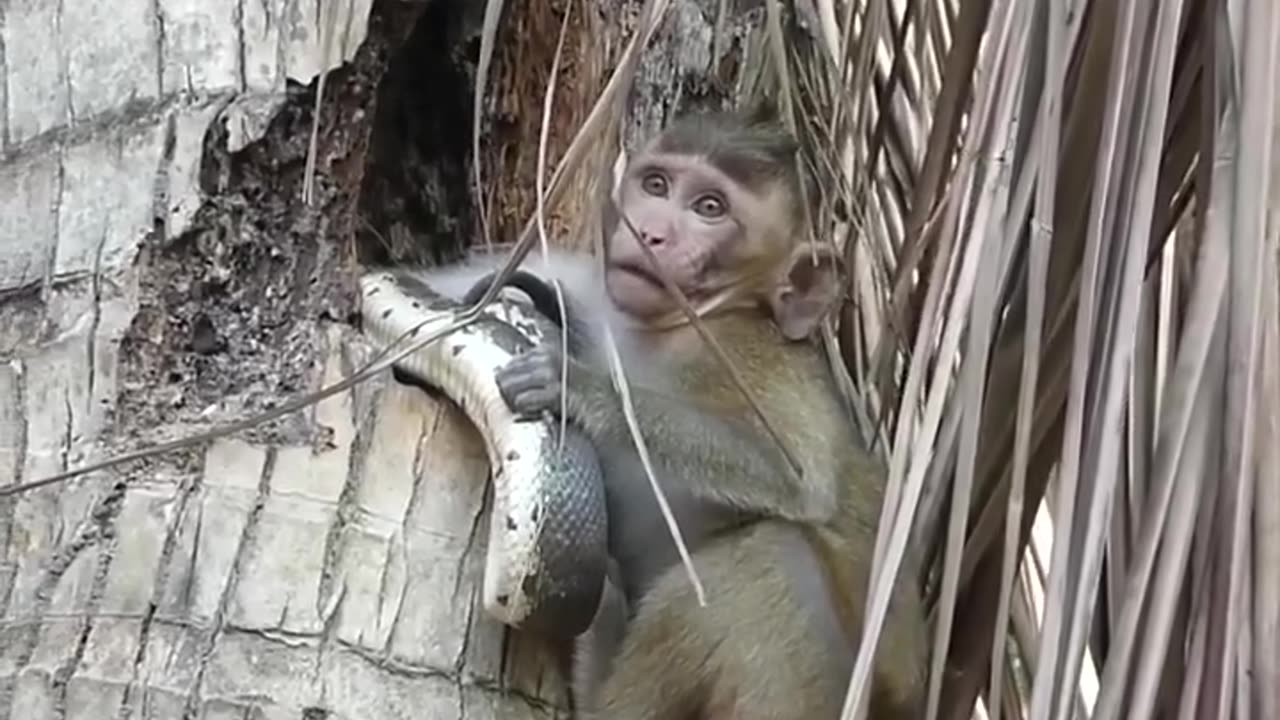 Please help, the monkey was captured by a snake.