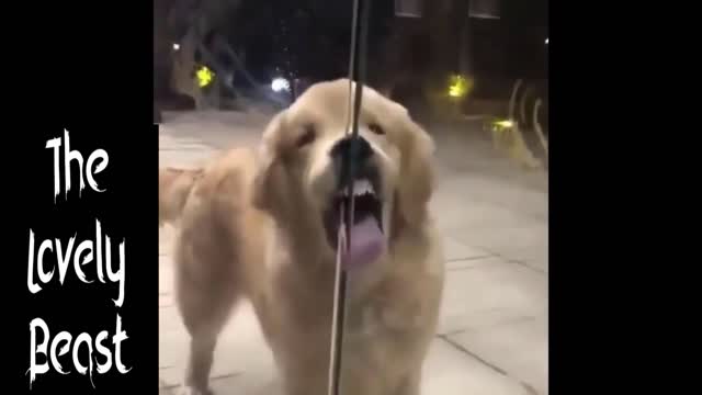 Dog Struggles to Open the Door 🤣😂