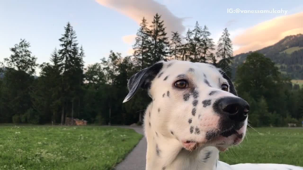 Full grown dalmatian looks around