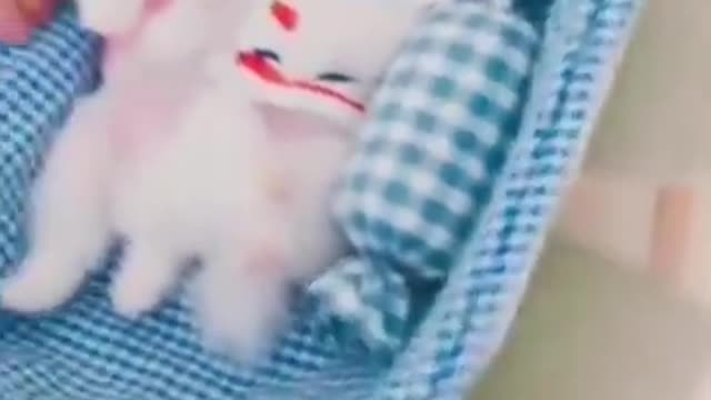 cute dogs