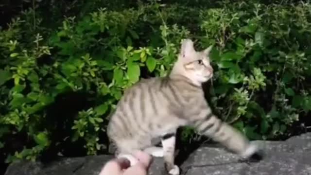 아파트 주민 모두 좋아하는 길고양이 이름은 애기 Street cats that all apartment residents like.