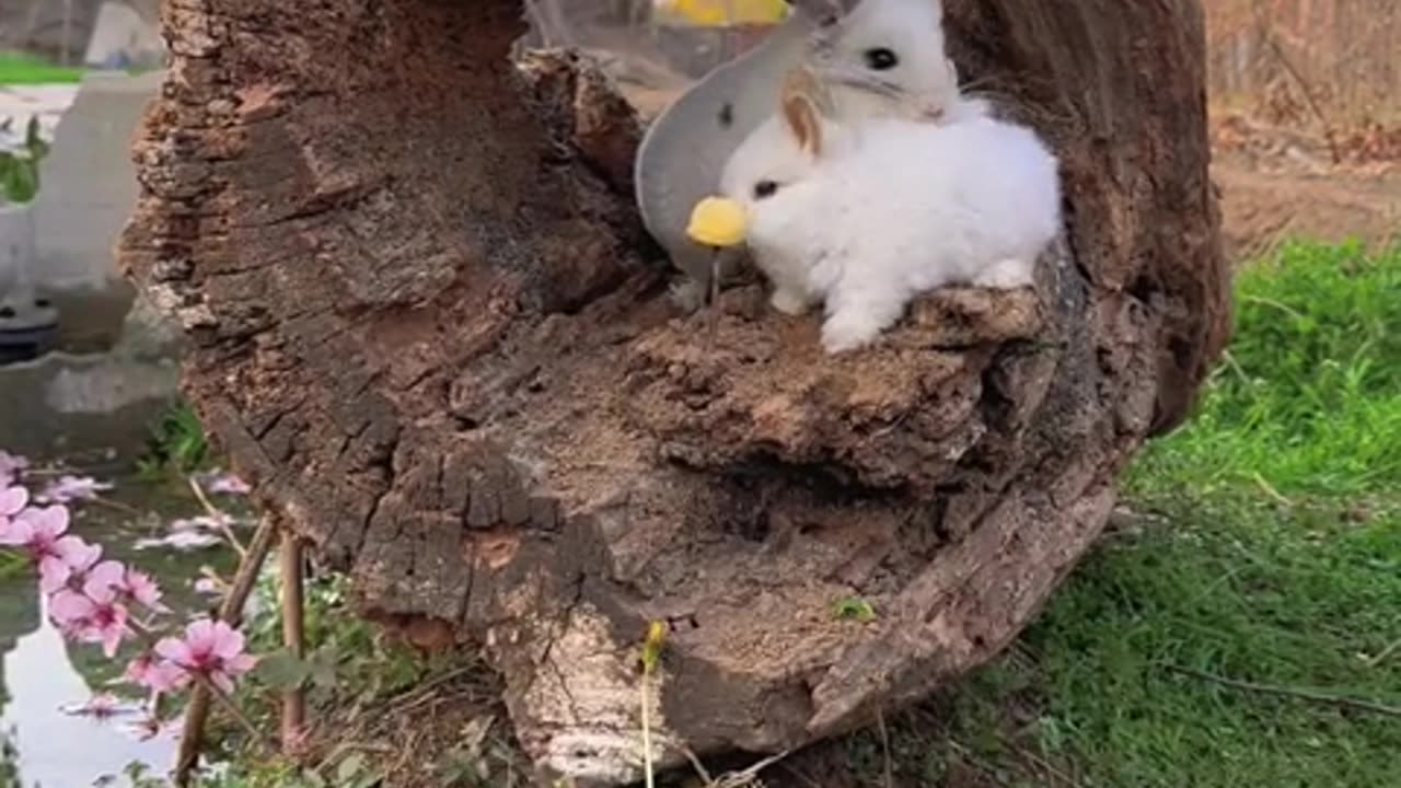 The Totoro gave the little bunny a warm hug.