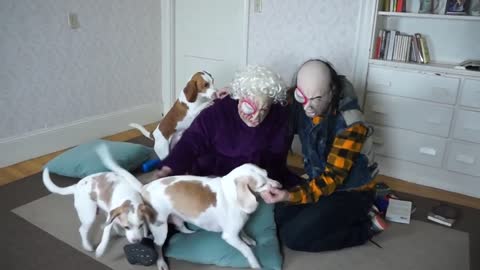 Dogs and funny lady