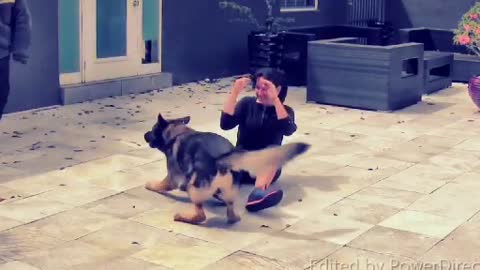 Guard Dog Training - Essential Step By Step Guide