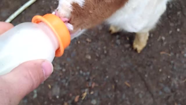 this is my last Beautiful goats