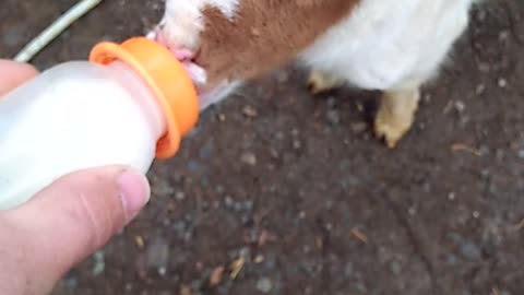 this is my last Beautiful goats