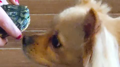 Dog meets turtle for the first time