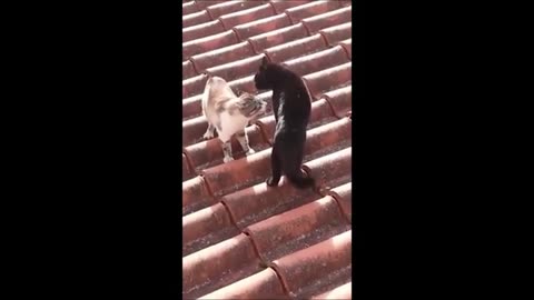 Funny videos Cat fighting catty fighting