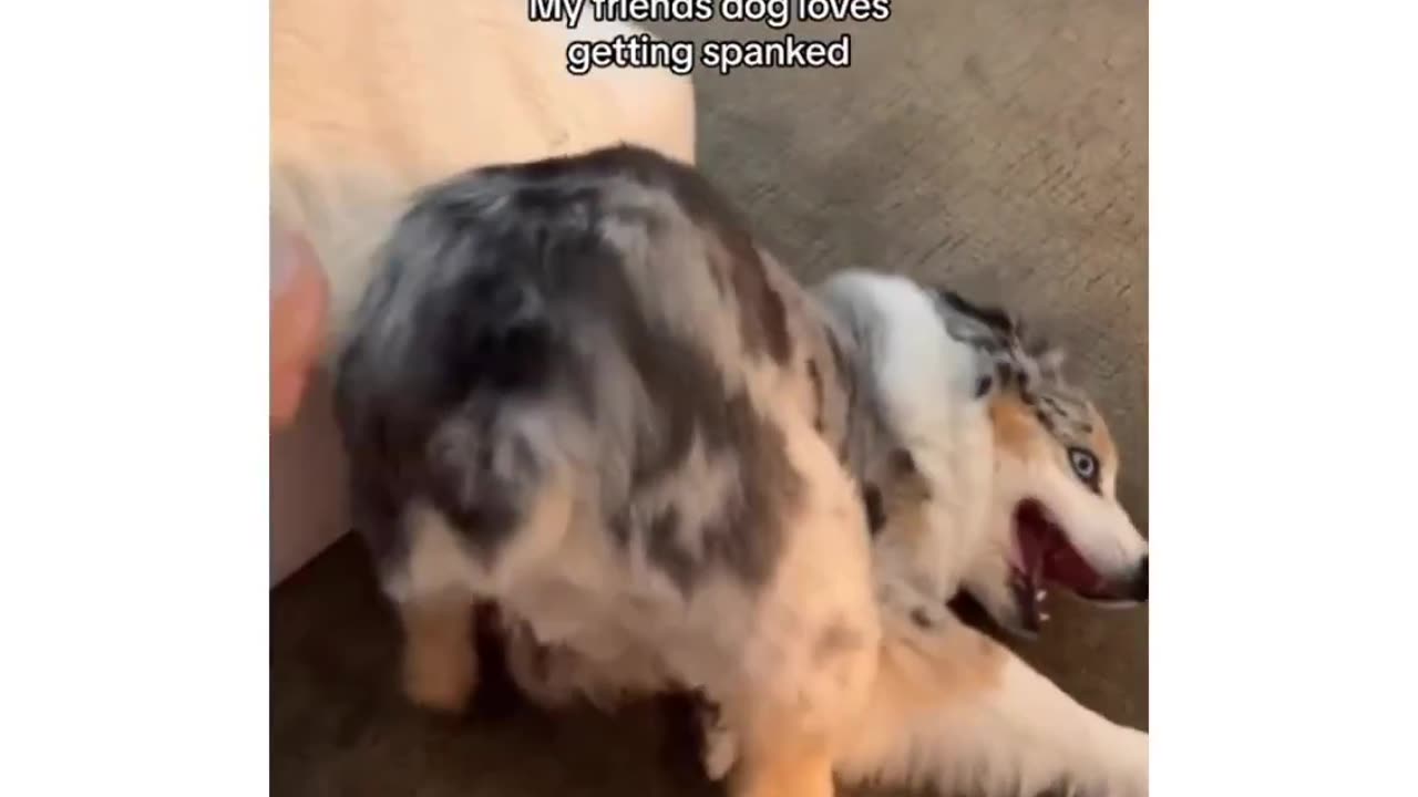 The Ultimate Compilation of Cats and Dog Comedy: A Hundred Epic Moments"