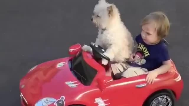 Cute Dog Driving A Toy Car!